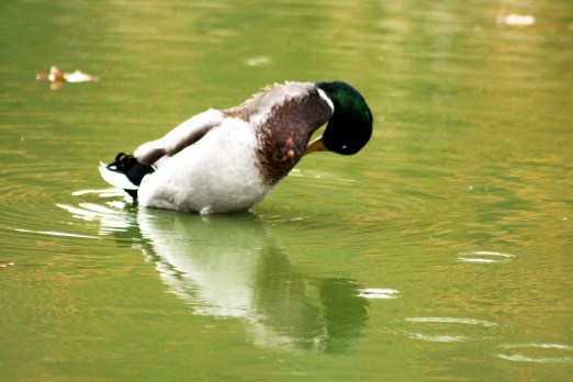 Duck 7857 Copyright Shelagh Donnelly