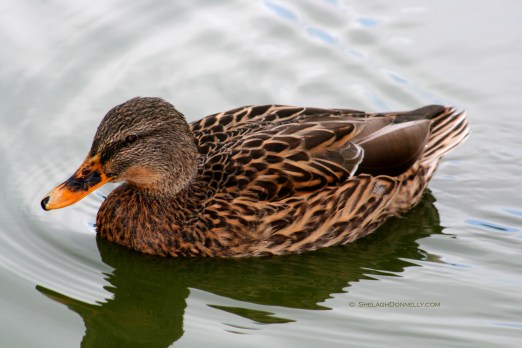 Duck 7862Copyright Shelagh Donnelly
