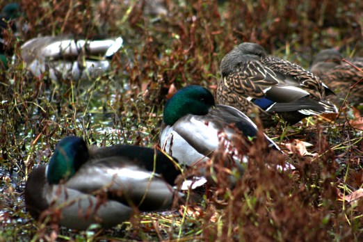 Ducks in Fall 7848 Copyright Shelagh Donnelly