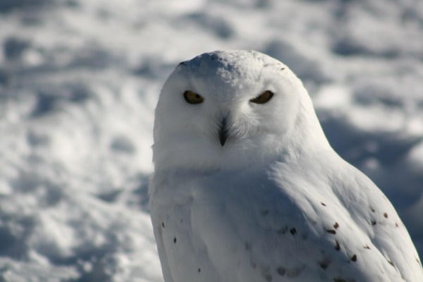 Snowy Owl 2015-8204 Copyright Shelagh Donnelly