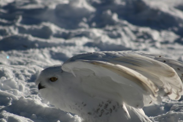 Snowy Owl 8211 Copyright Shelagh Donnelly