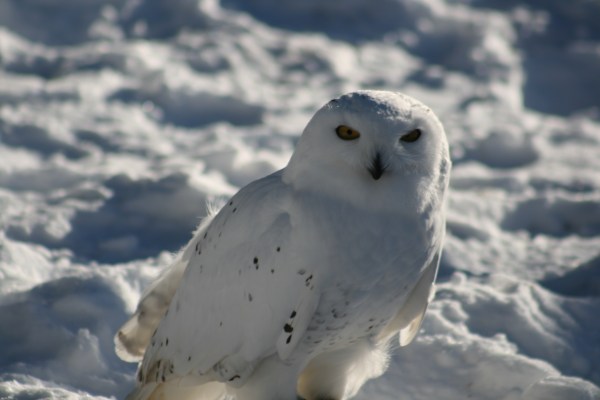 Snowy Owl 8215 Copyright Shelagh Donnelly