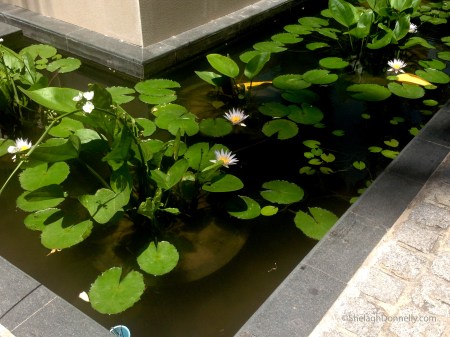 Water Garden Phuket Copyright Shelagh Donnelly
