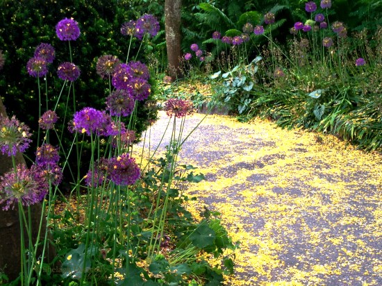 Allium and Laburnum Van Dusen Copyright Shelagh Donnelly