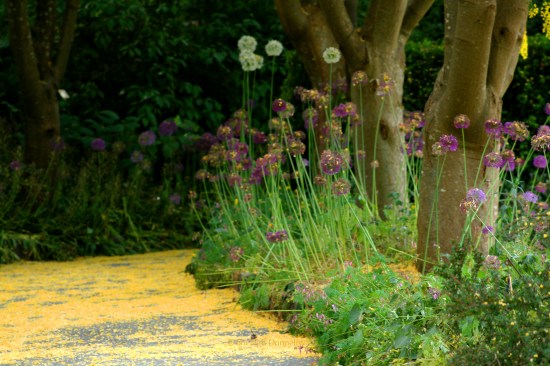 Allium Path 0289 Copyright Shelagh Donnelly