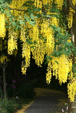 Laburnum 0305 Copyright Shelagh Donnelly