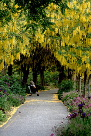 Laburnum Walk 0336 Van Dusen Copyright Shelagh Donnelly