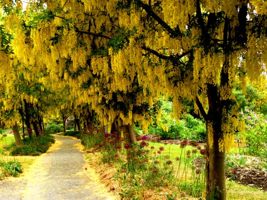 Laburnum Walk Van Dusen Copyright Shelagh Donnelly
