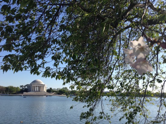 Last Blossoms Washington Tidal Basin Copyright Shelagh Donnelly