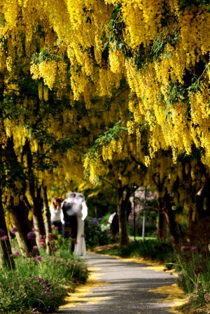 Wedding in the Park 0301 Copyright Shelagh Donnelly