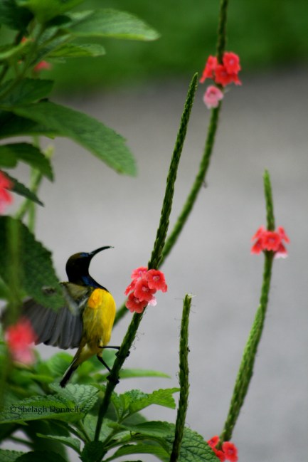 Singapore Botanical Garden Bird 9031 Copyrigh Shelagh Donnelly