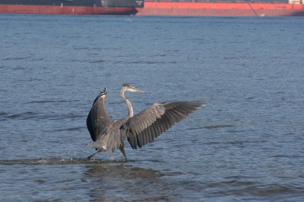 Heron and Ship 0668 Vancouver Copyright Shelagh Donnelly