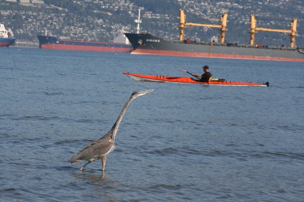 Heron, Kayak and Ships - Vancouver 0670 Copyright Shelagh Donnelly