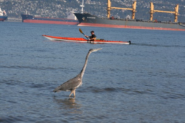 Heron, Kayak and Ships - Vancouver 0671 Copyright Shelagh Donnelly