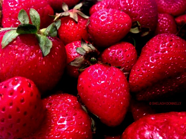 Belle's Strawberries 2016-2027 Copyright Shelagh Donnelly