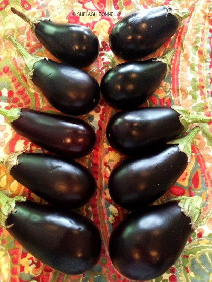 Eggplant 2331 Copyright Shelagh Donnelly