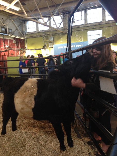 Cuddling the Cow PNE Copyright Shelagh Donnelly