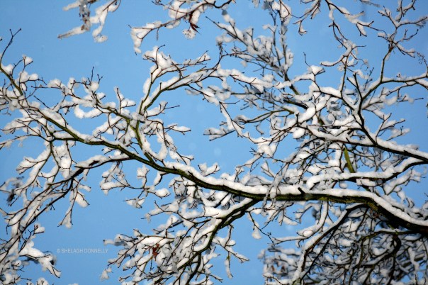 first-snowfall-2390-copyright-shelagh-donnelly