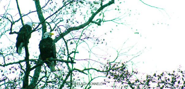 christmas-day-eagle-2745-copyright-shelagh-donnelly