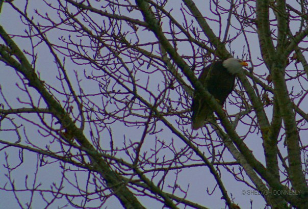 christmas-day-eagle-2746-close-copyright-shelagh-donnelly