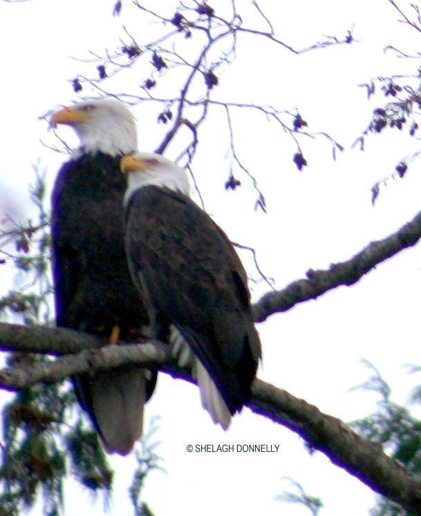 christmas-day-eagles-2751-close-copyright-shelagh-donnelly
