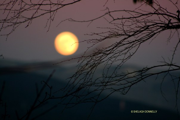 full-moon-rising-2948-copyright-shelagh-donnelly