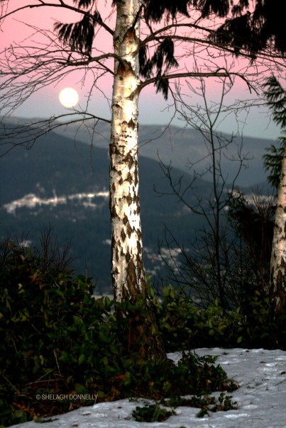 full-moon-rising-2949-copyright-shelagh-donnelly