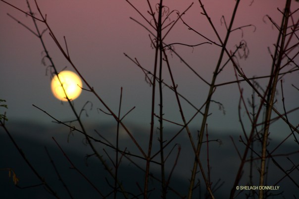 moon-through-twigs-2955-copyright-shelagh-donnelly