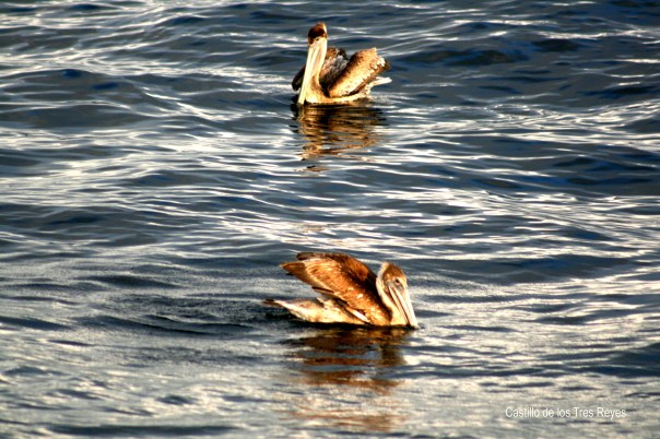 havana-pelicans-17-4417-copyright-shelagh-donnelly