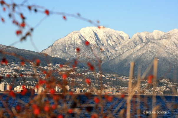 sleeping-beauty-through-berries-17-2839-copyright-shelagh-donnelly