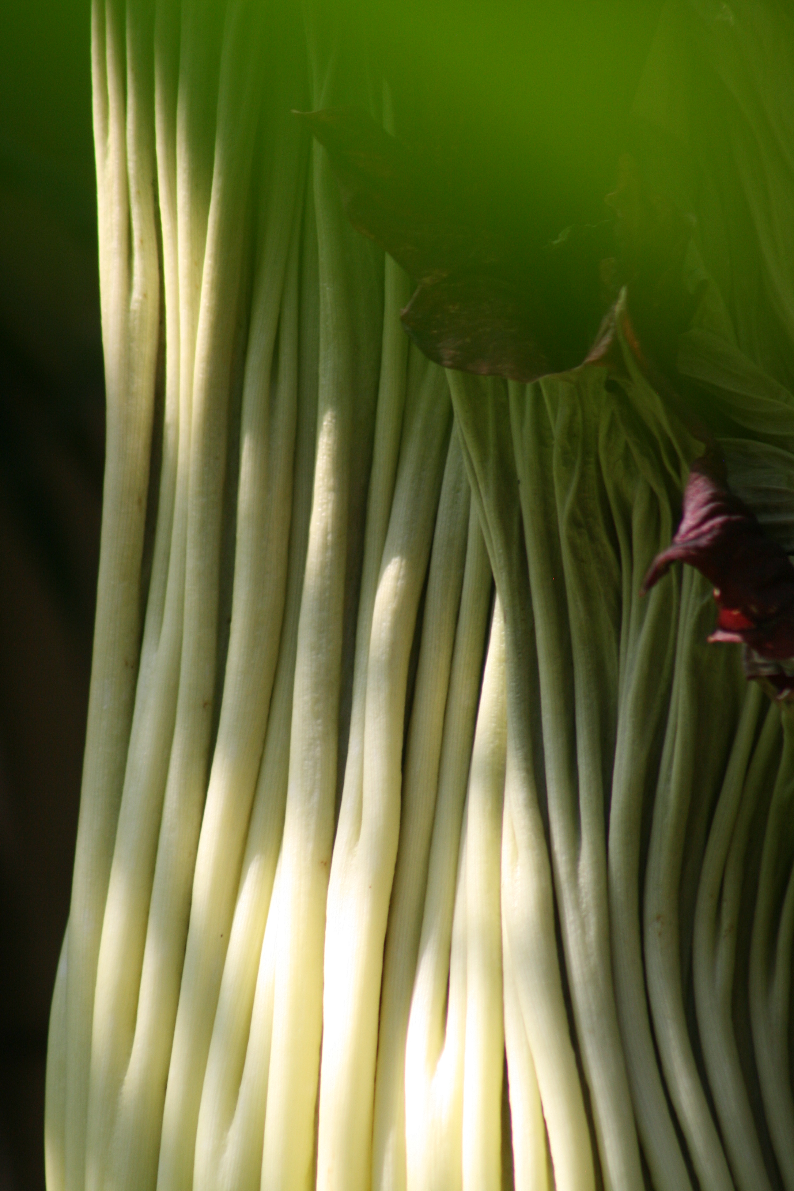 18_0344 Corpse-Flower-Copyright-Shelagh-Donnelly