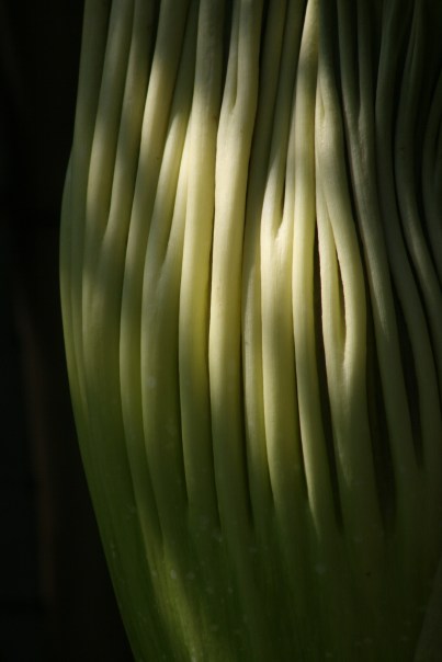 18_0345 Corpse-Flower-Copyright-Shelagh-Donnelly